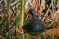 _MG_1513 painted turtle.jpg