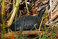 _MG_1526 painted turtle with bite marks.jpg