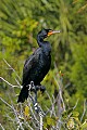 _MG_1531 double-breasted cormorant .jpg