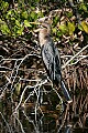 _MG_1539 anhinga-breeding poummage.jpg