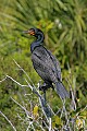 _MG_1548 double breasted cormorant.jpg