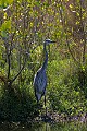 _MG_1576 great blue heron.jpg