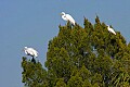 _MG_1649 birds in tree tops.jpg