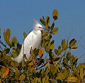 _MG_1656 snowy egret in tree top.jpg