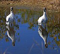 _MG_1694 wood stork.jpg