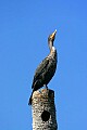 _MG_1698 double breasted cormorant.jpg