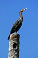 _MG_1710 double breasted cormorant.jpg