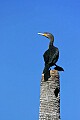 _MG_1715 double breasted cormorant.jpg