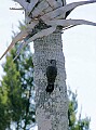 _MG_1734 northern flicker.jpg