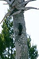 _MG_1742 northern flicker.jpg