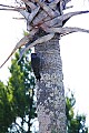 _MG_1760 northern flicker.jpg