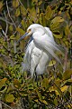 _MG_1789 snowy egret-breeding plummage.jpg