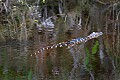 Florida 022 eighteen inch alligator.jpg
