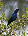 Florida 035 boat-tailed grackle.jpg