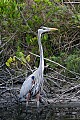 Florida 079 great blue heron.jpg