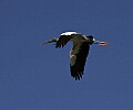 Florida 085 wood stork.jpg