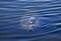 Florida 128 manatee nostrills break the surface.jpg