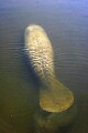 Florida 138 manatee stirring up mud.jpg