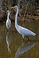 Florida 144 snowy egret and great white egret.jpg
