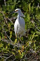 Florida 162 snowy egret.jpg