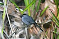 Florida 168 catbird.jpg