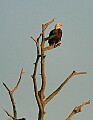 Florida 179 bald eagle.jpg
