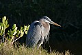 Florida 2 001 great blue egret.jpg