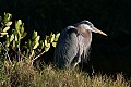 Florida 2 018 great blue egret.jpg