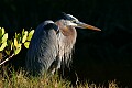 Florida 2 030 great blue heron.jpg