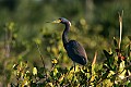 Florida 2 057 little blue heron.jpg