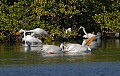Florida 2 363 white pelican.jpg