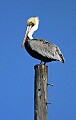 Florida 2 405 brown pelican.jpg