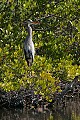Florida 2 467 great blue heron in tree.jpg