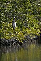 Florida 2 477 great blue heron in tree.jpg