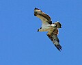 Florida 2 518 osprey in flight 2.jpg