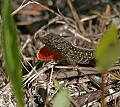 Florida 2 592 lizard displaying.jpg