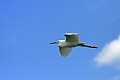 Florida 2 638 snowy egret flying.jpg