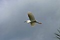 Florida 2 640 snowy egret.jpg