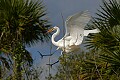 Florida 2 646 great white egret with catch landing.jpg