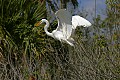 Florida 2 656 great white egret with catch.jpg