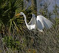 Florida 2 658 great white egret with catch.jpg