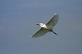 Florida 2 685 snowy egret flying against blue sky.jpg