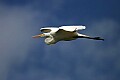 Florida 2 694 great egret.jpg