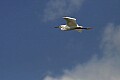Florida 2 710 snowy egret flying against a blue sky.jpg