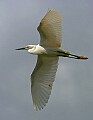 Florida 2 717 snowy egret flying.jpg