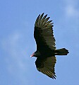 Florida 2 735 turkey vulture in flight.jpg