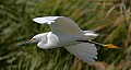 Florida 2 740 snowy egret in flight.jpg