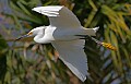 Florida 2 741 snowy egret flying.jpg