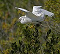 Florida 2 750 snowy egret landing.jpg