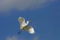 Florida 2 767 great white egret overhead.jpg